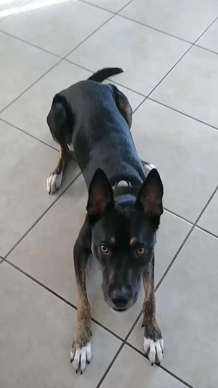 Lost dog in Tucson, AZ, 85756