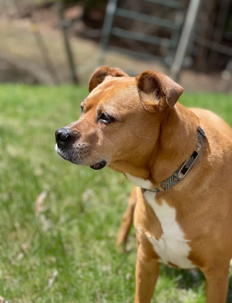 Lost dog in Clinton, MS, 39056