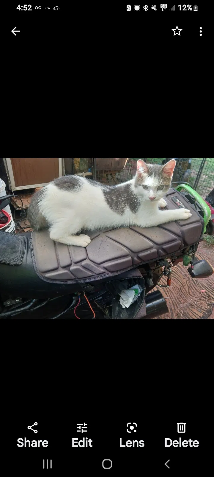 Lost cat in Elon, NC, 27244