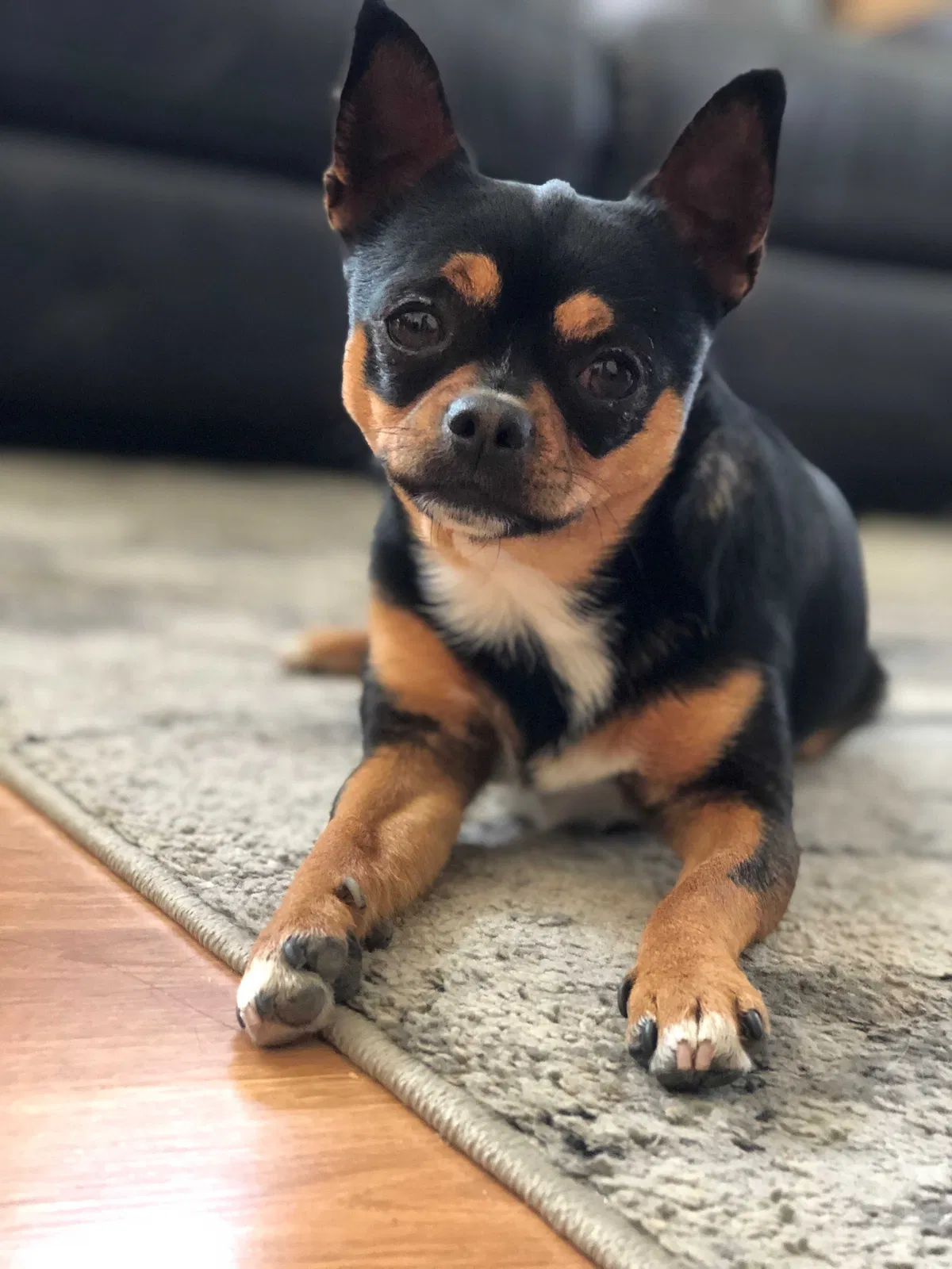 Lost dog in Davis, CA, 95616