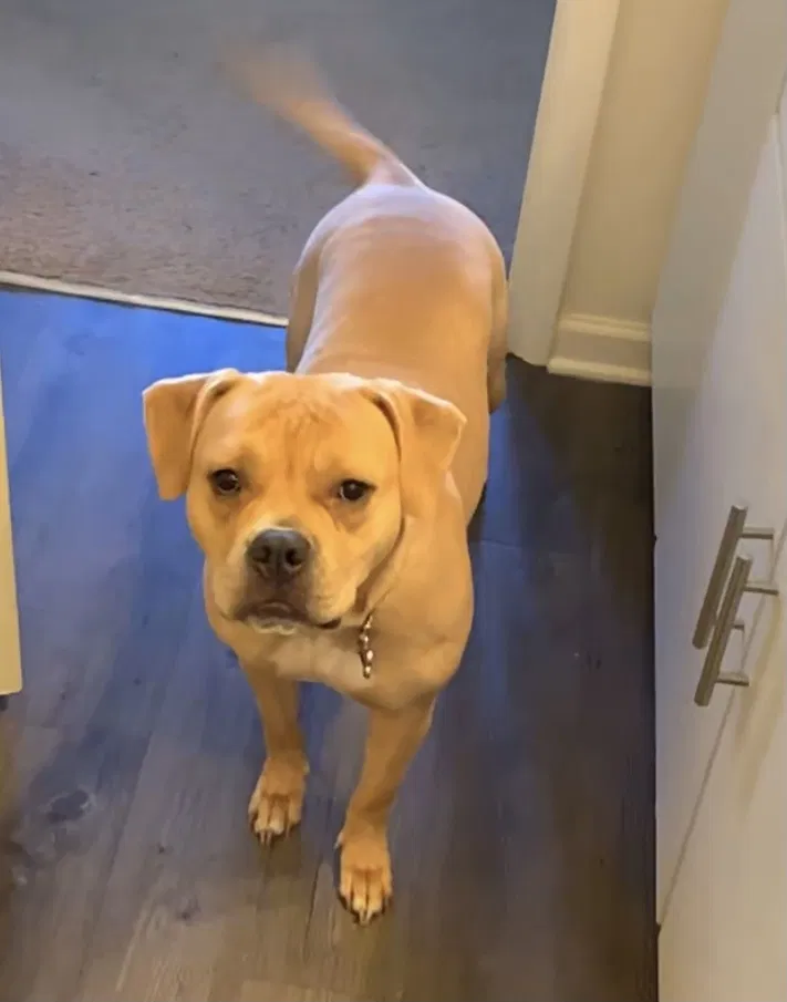 Lost dog in Hammond, LA, 70403