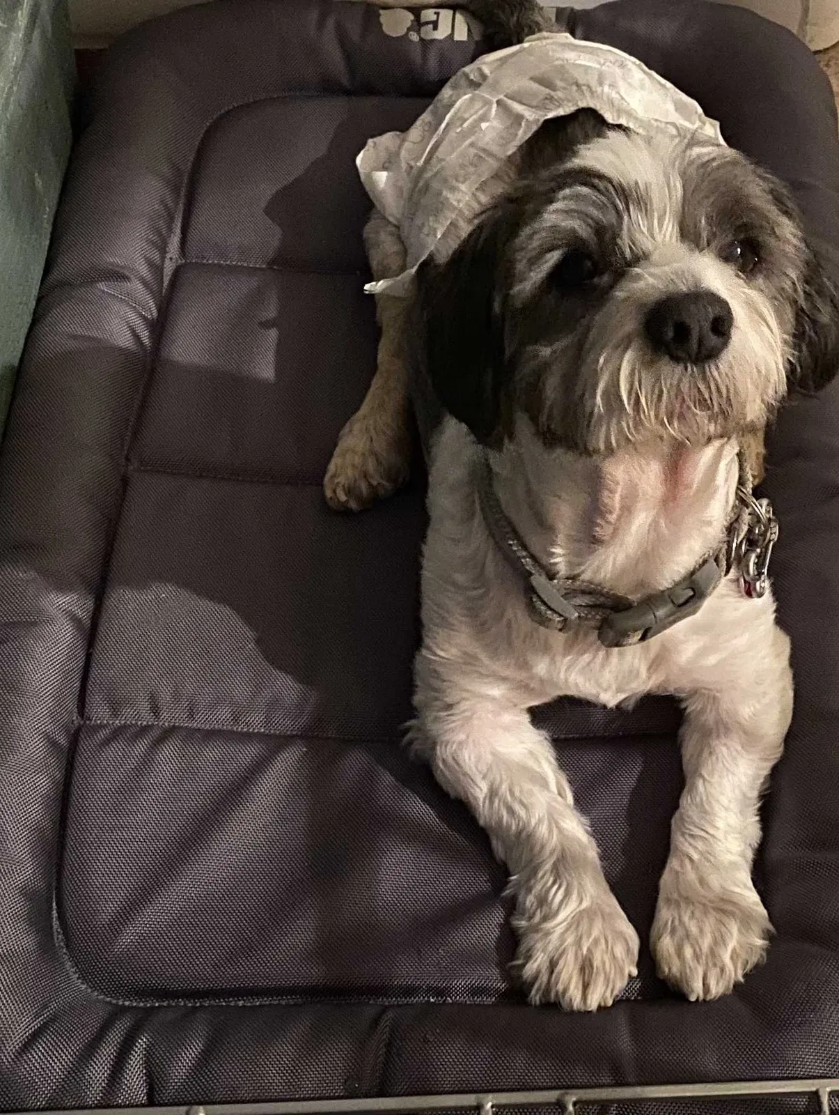 Lost dog in Las Vegas, NV, 89147