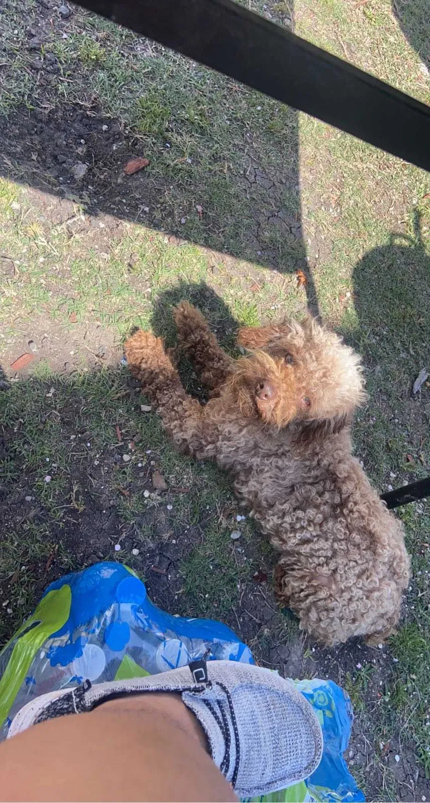 Lost dog in Cleveland, TX, 77327