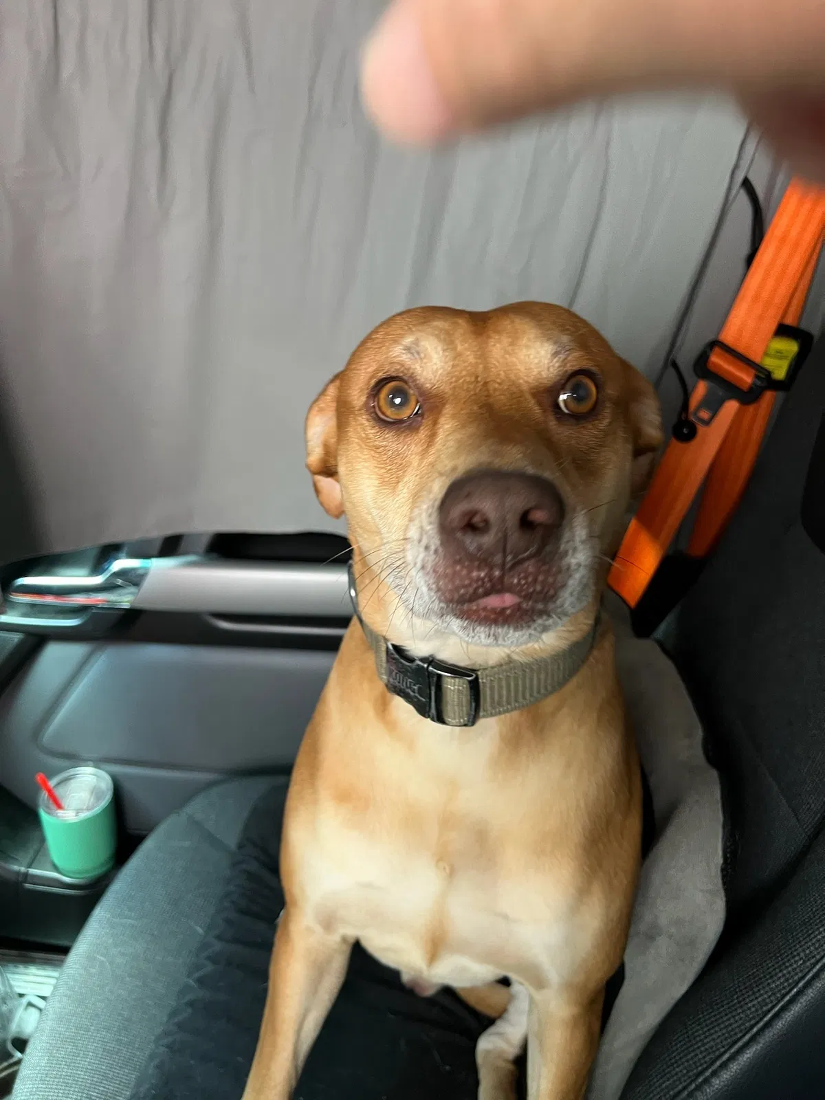 Lost dog in Forney, TX, 75126