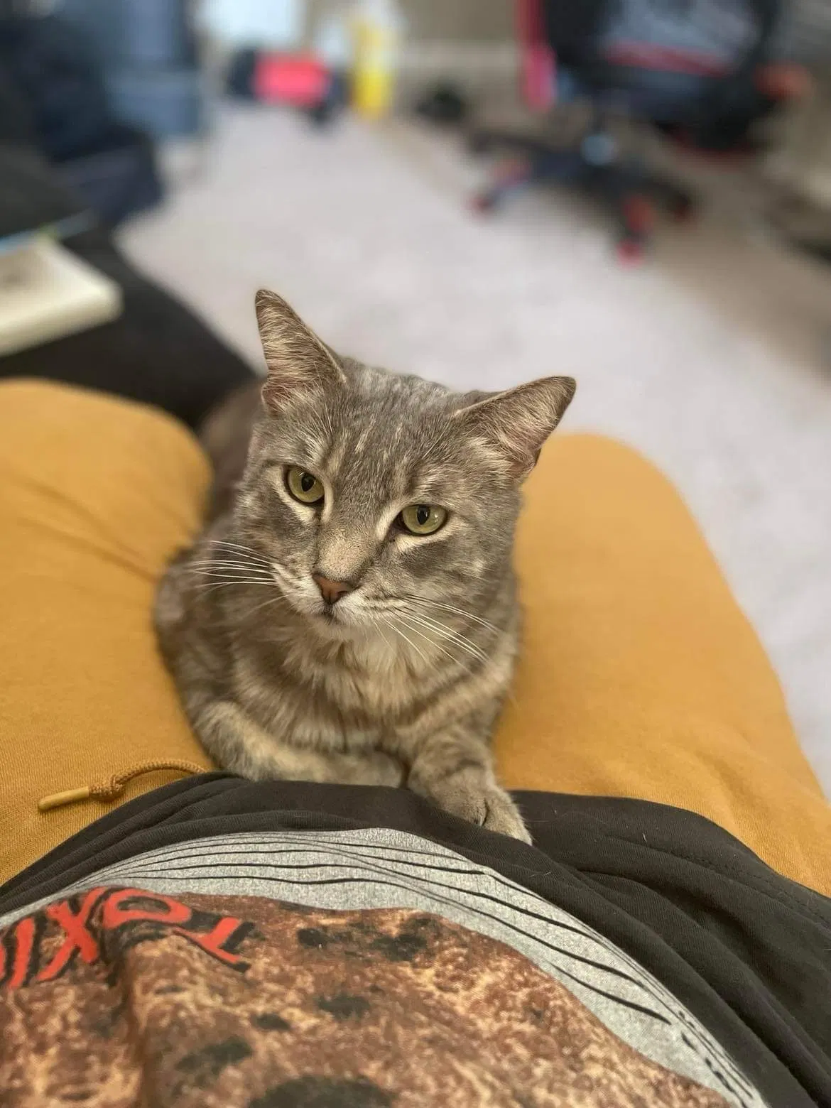 Lost cat in El Paso, TX, 79936