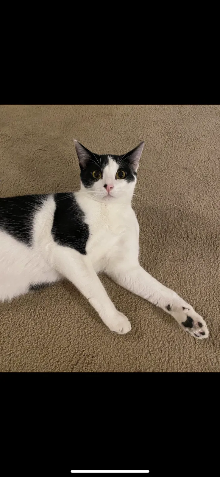 Lost cat in Omaha, NE, 68127