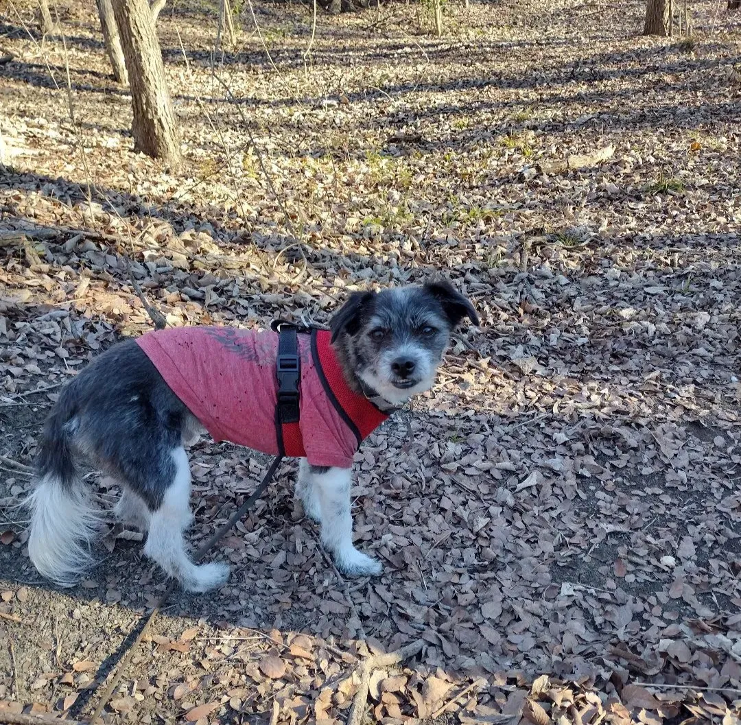 Lost dog in Dallas, TX, 75226