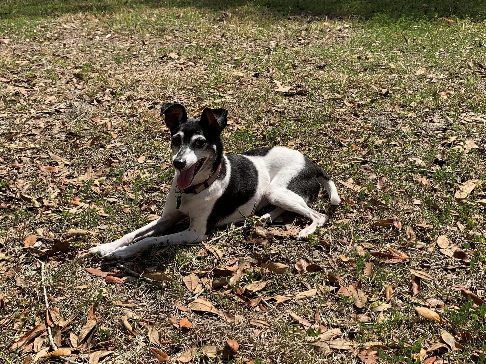 Lost dog in Spring Hill, FL, 34610