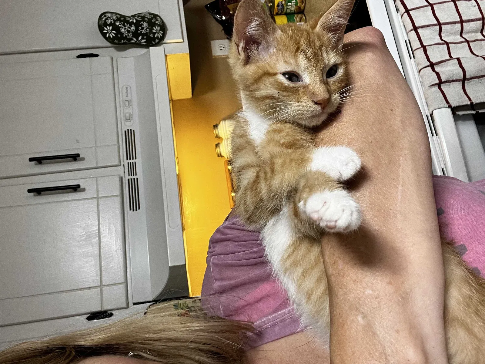 Lost cat in Murfreesboro, TN, 37129