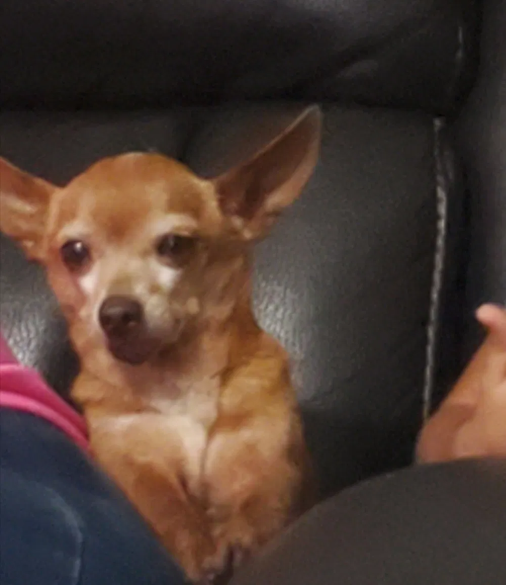 Found dog in San Antonio, TX, 78207