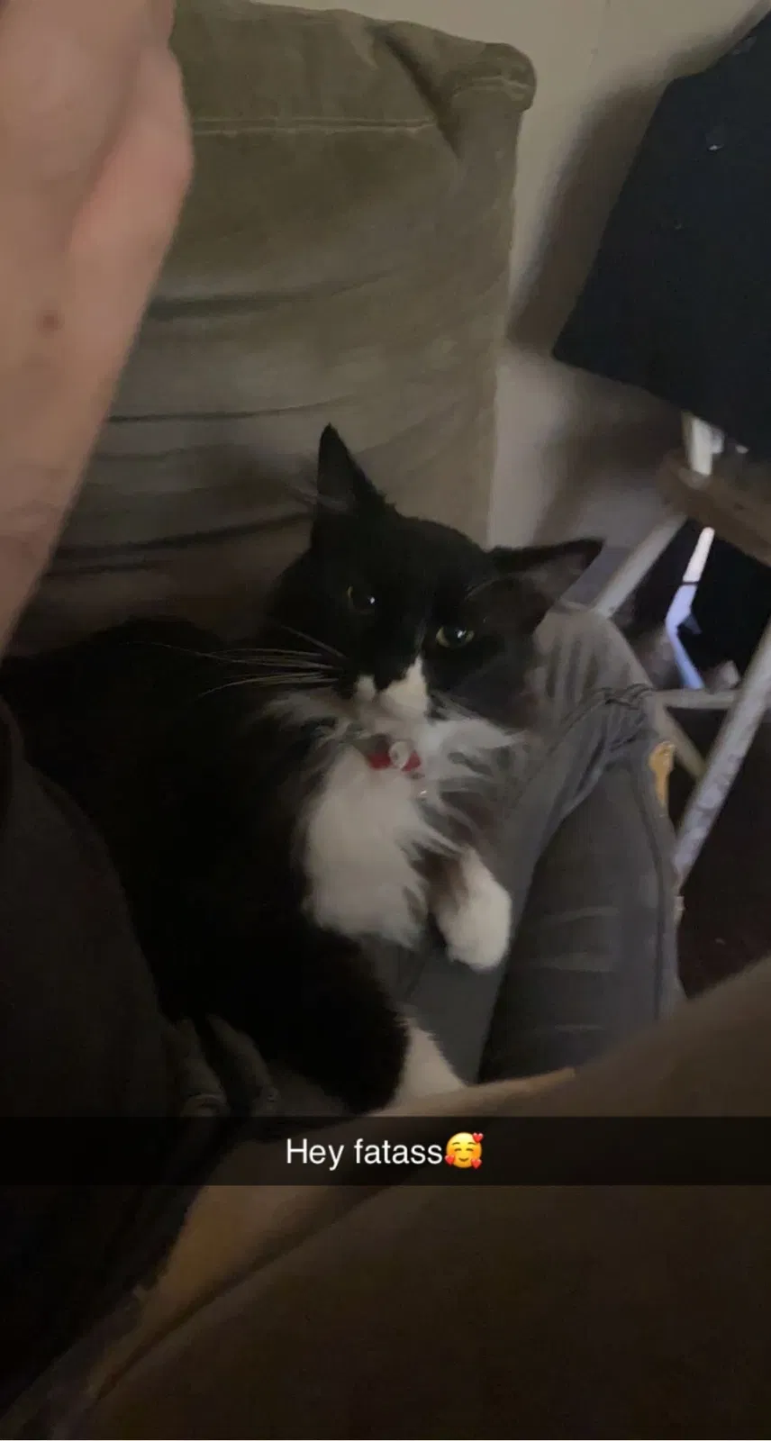 Lost cat in New Castle, PA, 16101