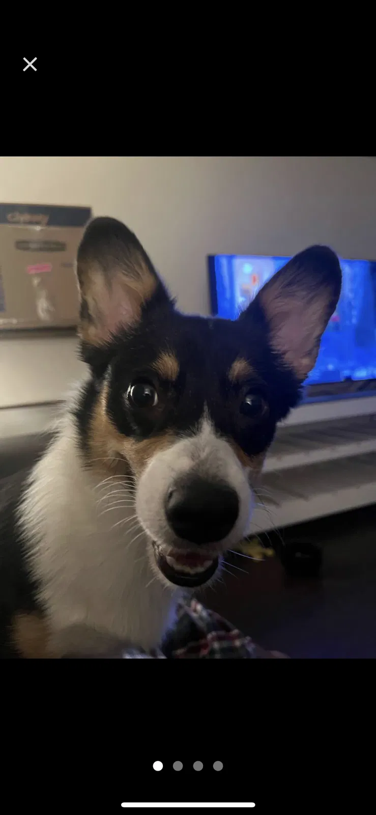 Lost dog in Lewisville, TX, 75057