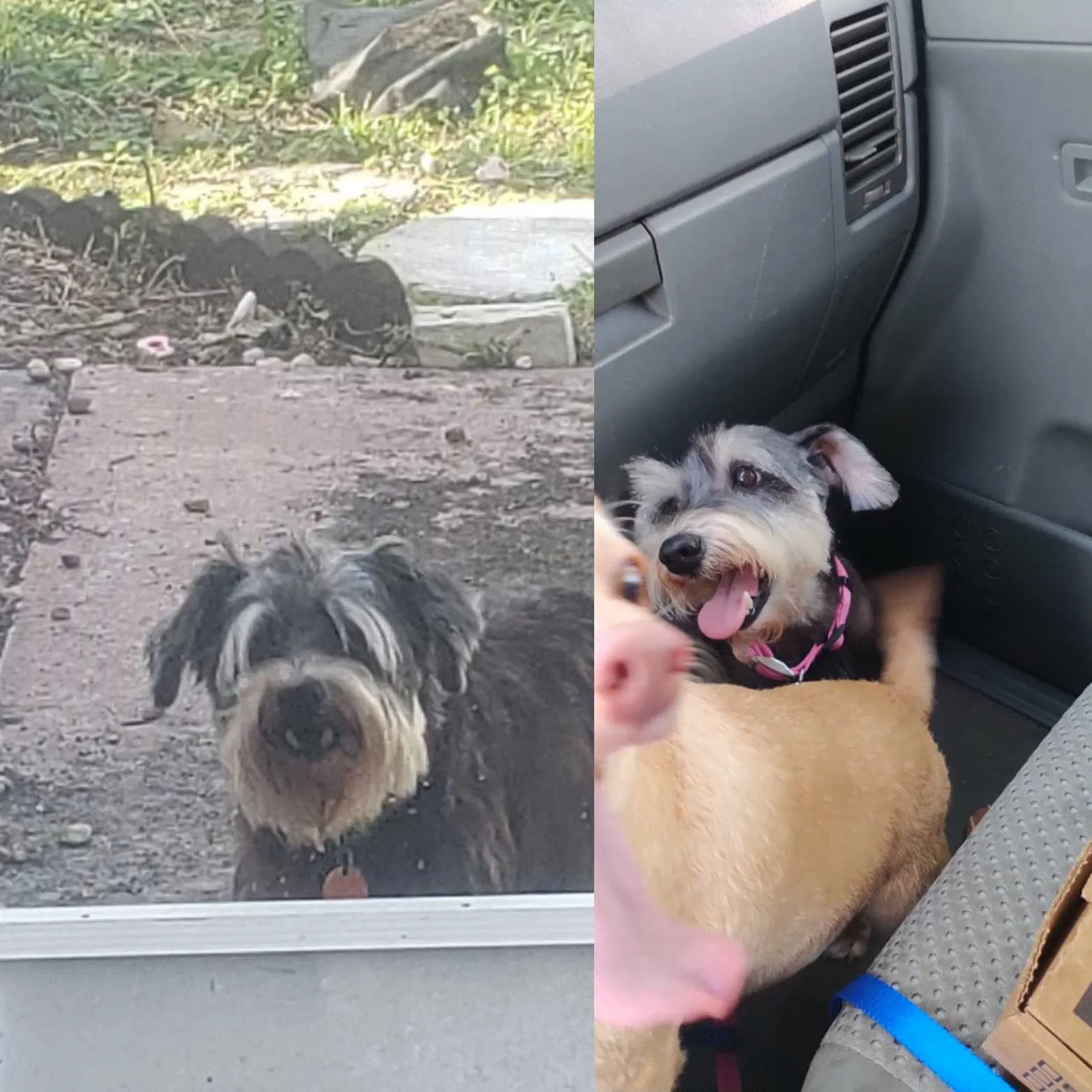 Lost dog in Kissimmee, FL, 34758