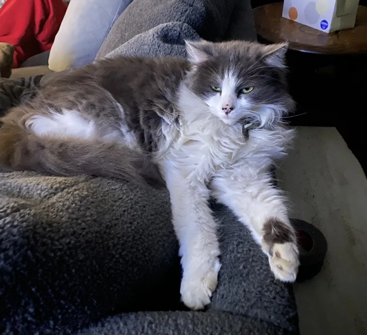 Lost cat in Salt Lake City, UT, 84106