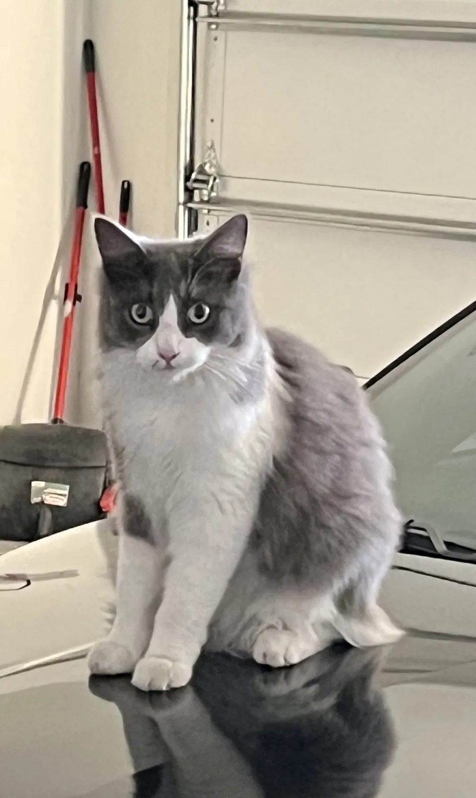 Lost cat in Edinburg, TX, 78539
