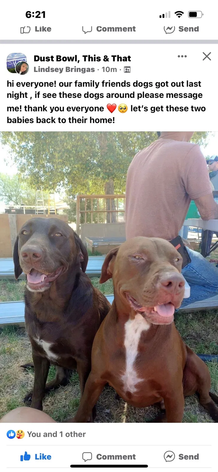 Lost dog in San Tan Valley, AZ, 85140