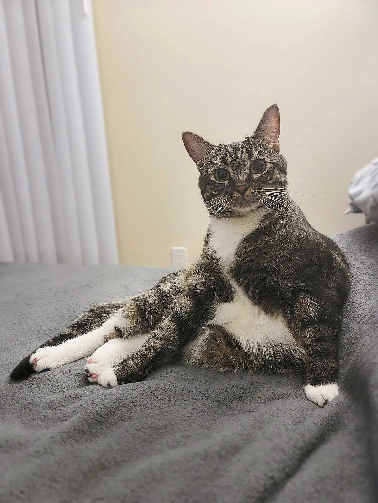 Lost cat in Fountain Valley, CA, 92708