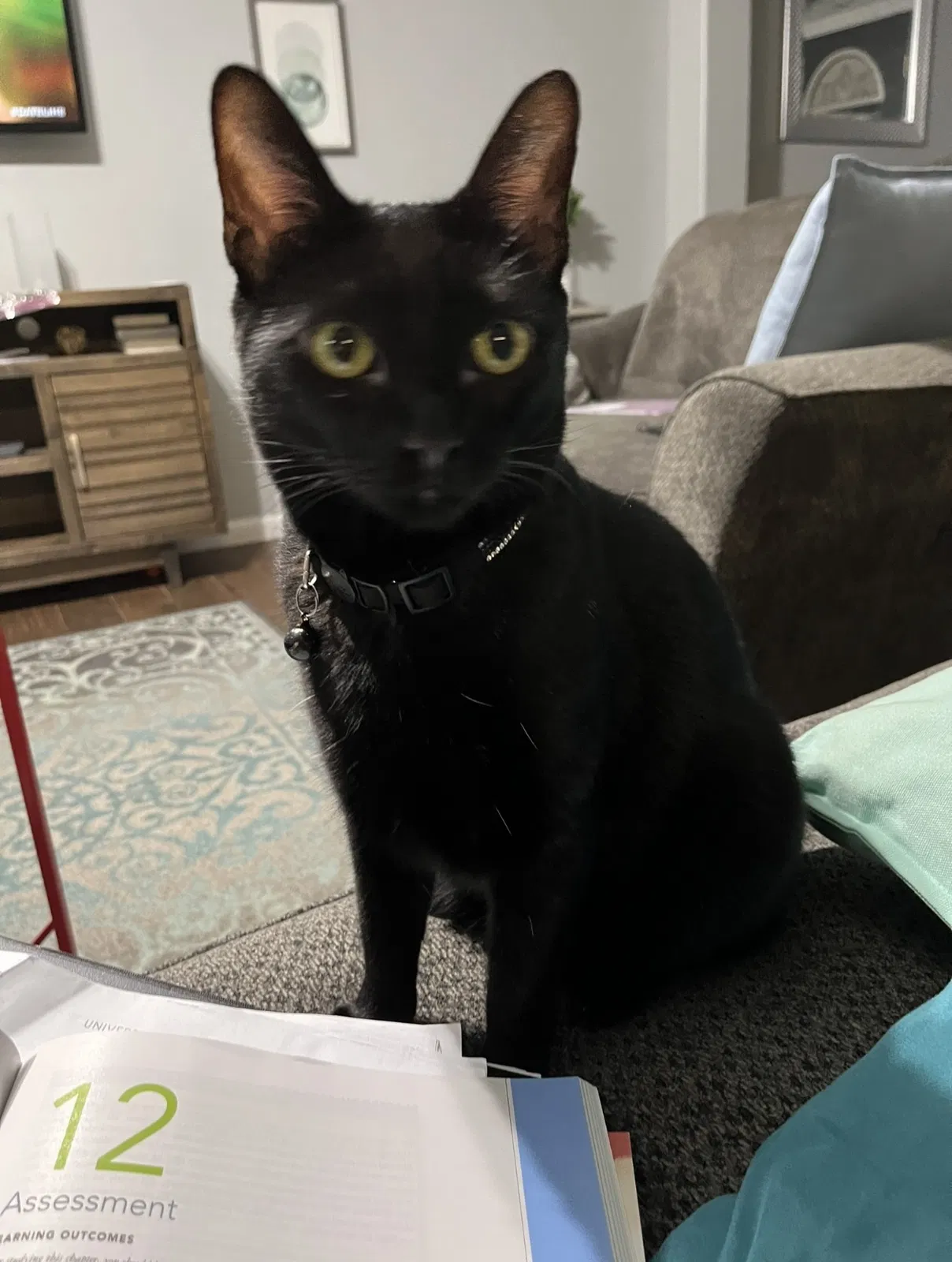 Lost cat in Houston, TX, 77014