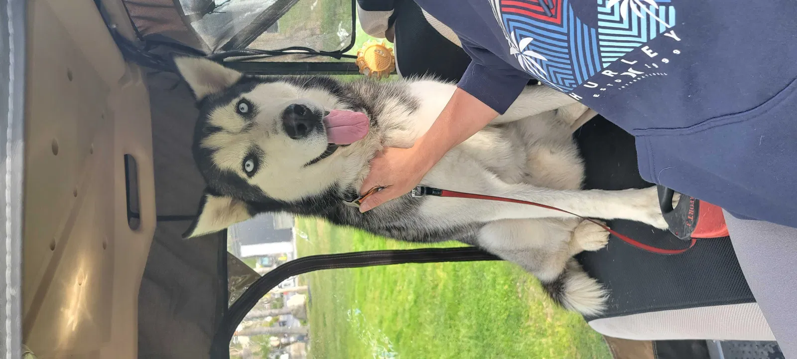 Found dog in Aguanga, CA, 92536
