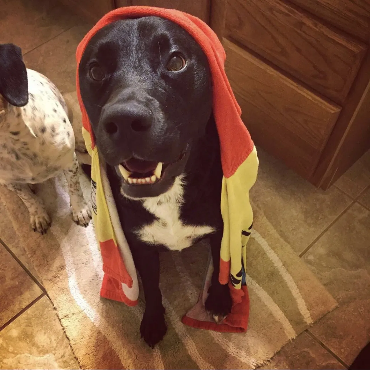 Lost dog in Broken Arrow, OK, 74012