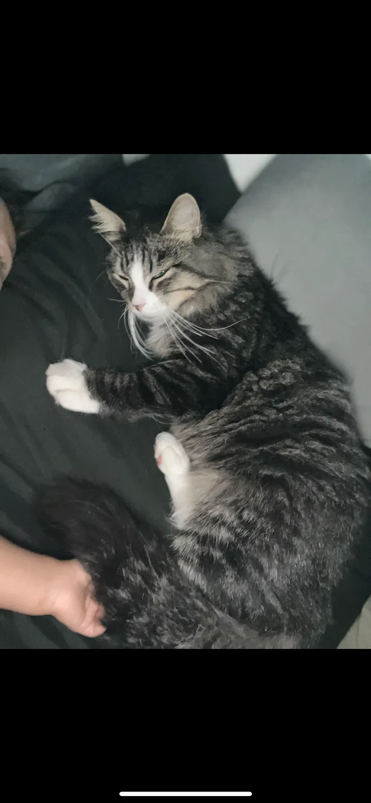 Lost cat in Fort Hood, TX, 76544