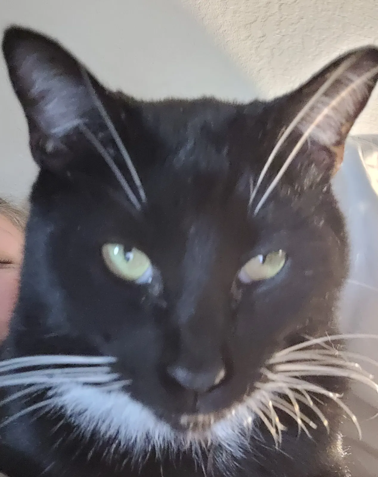 Lost cat in San Antonio, TX, 78252