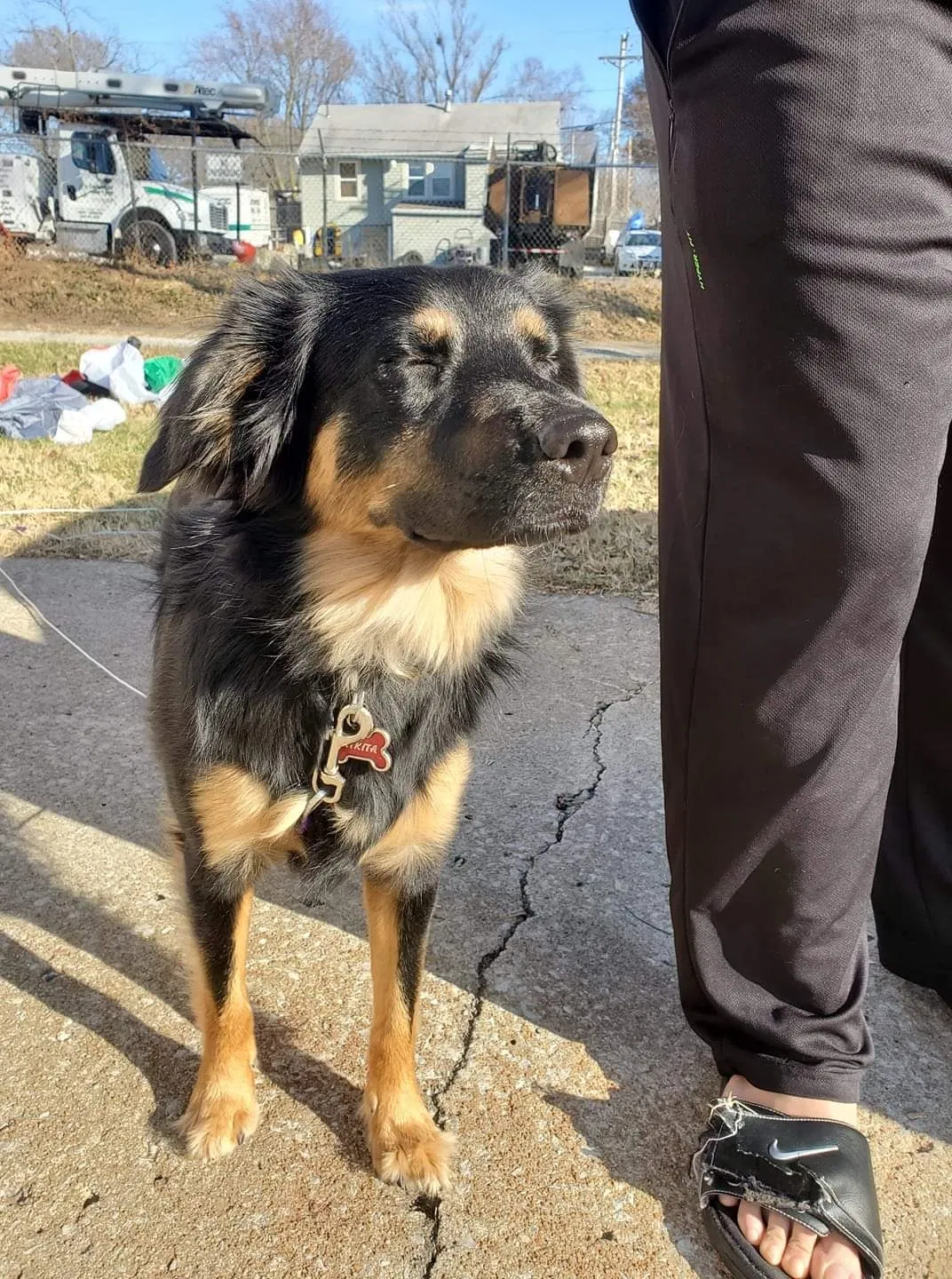 Lost dog in Kansas City, MO, 64123