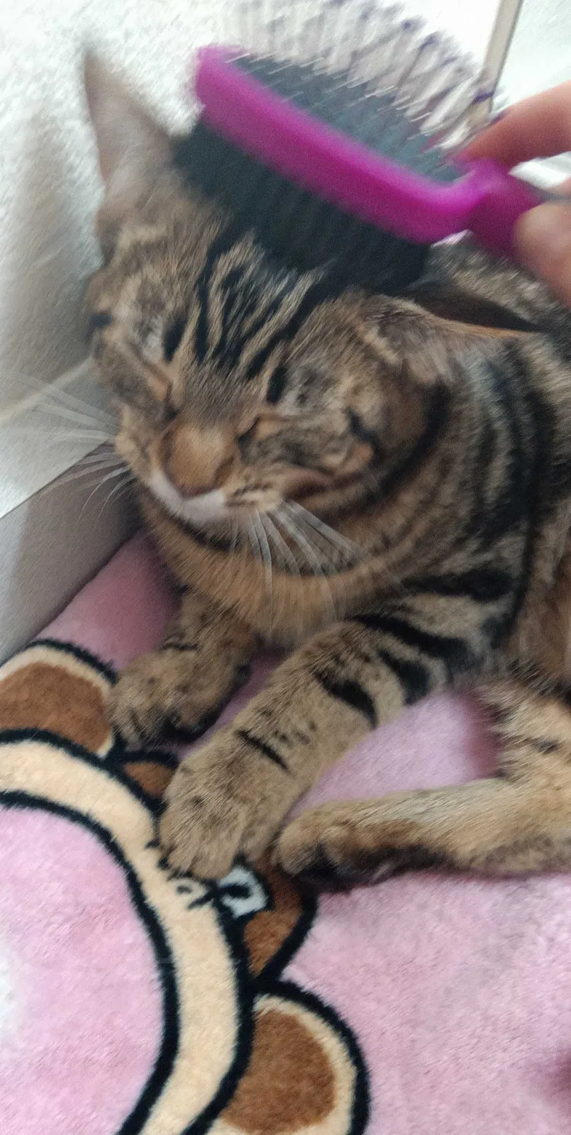 Lost cat in Wilsonville, OR, 97070