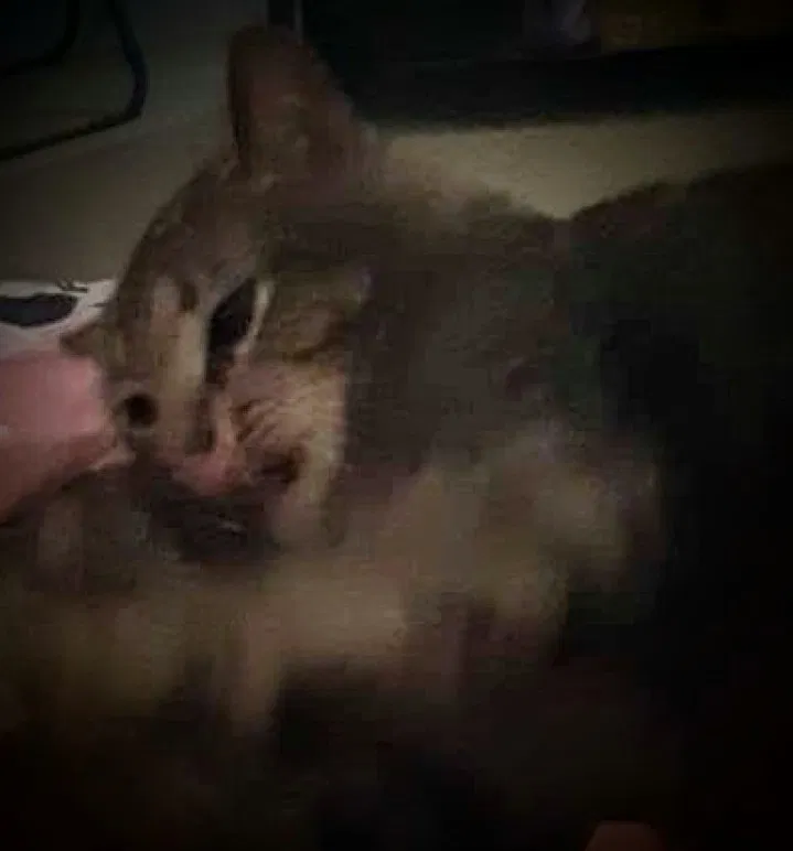 Lost cat in Cross, SC, 29436