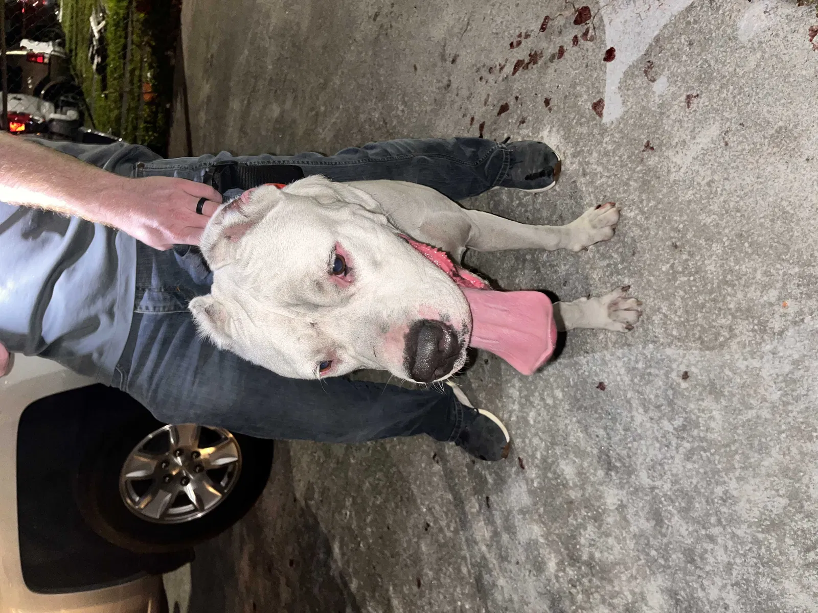 Lost dog in Miami, FL, 33134
