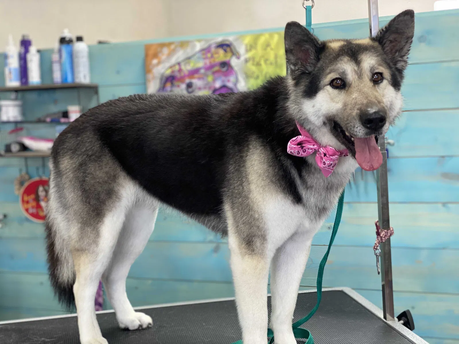 Found dog in Hesperia, CA, 92345
