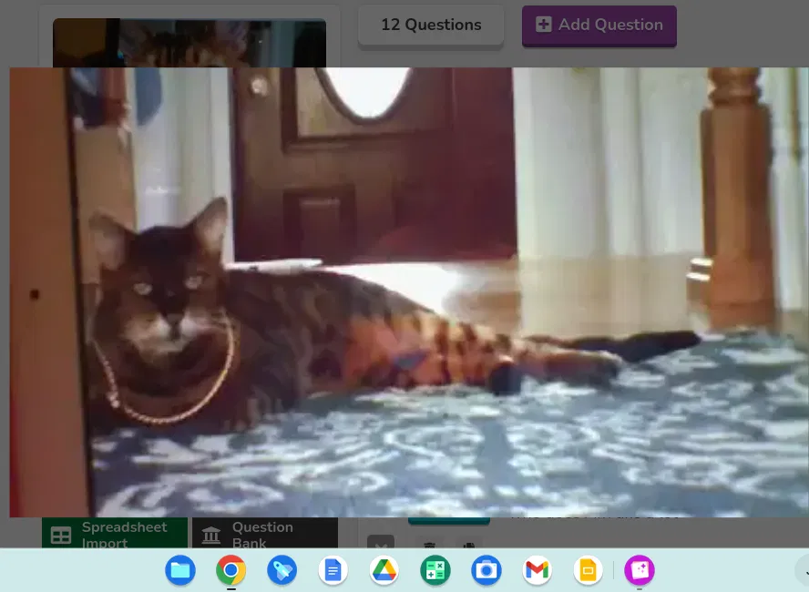 Lost cat in Silver Spring, MD, 20905