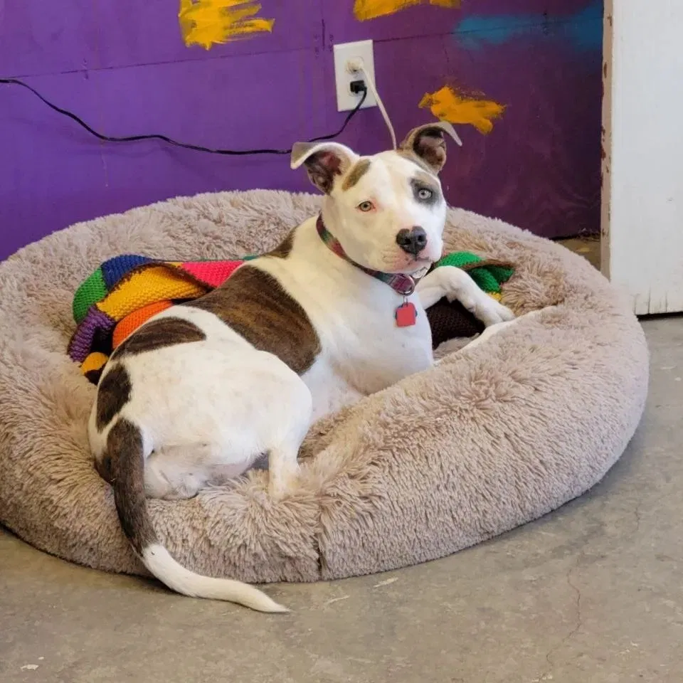 Lost dog in El Reno, OK, 73036