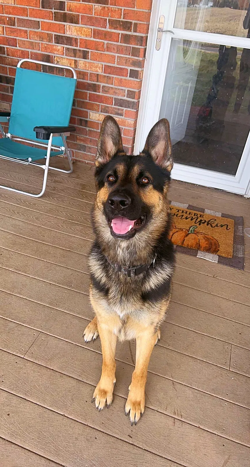 Lost dog in Marion, IN, 46952