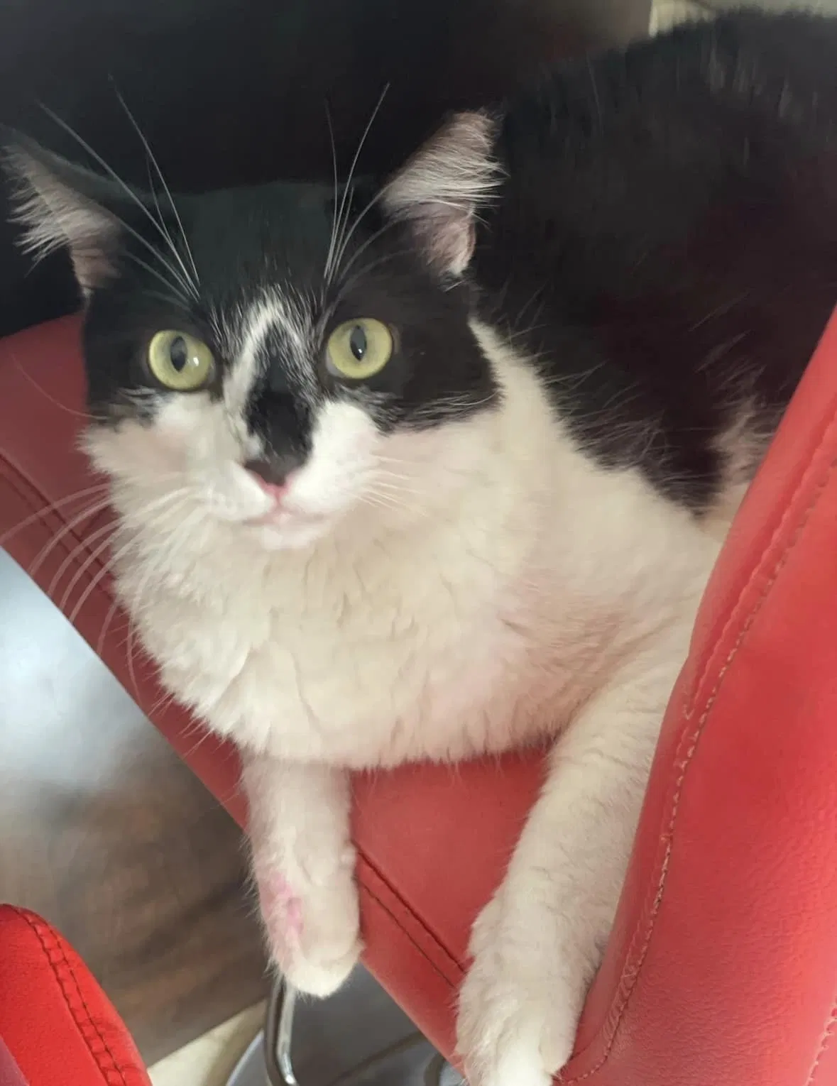 Lost cat in Hialeah, FL, 33012