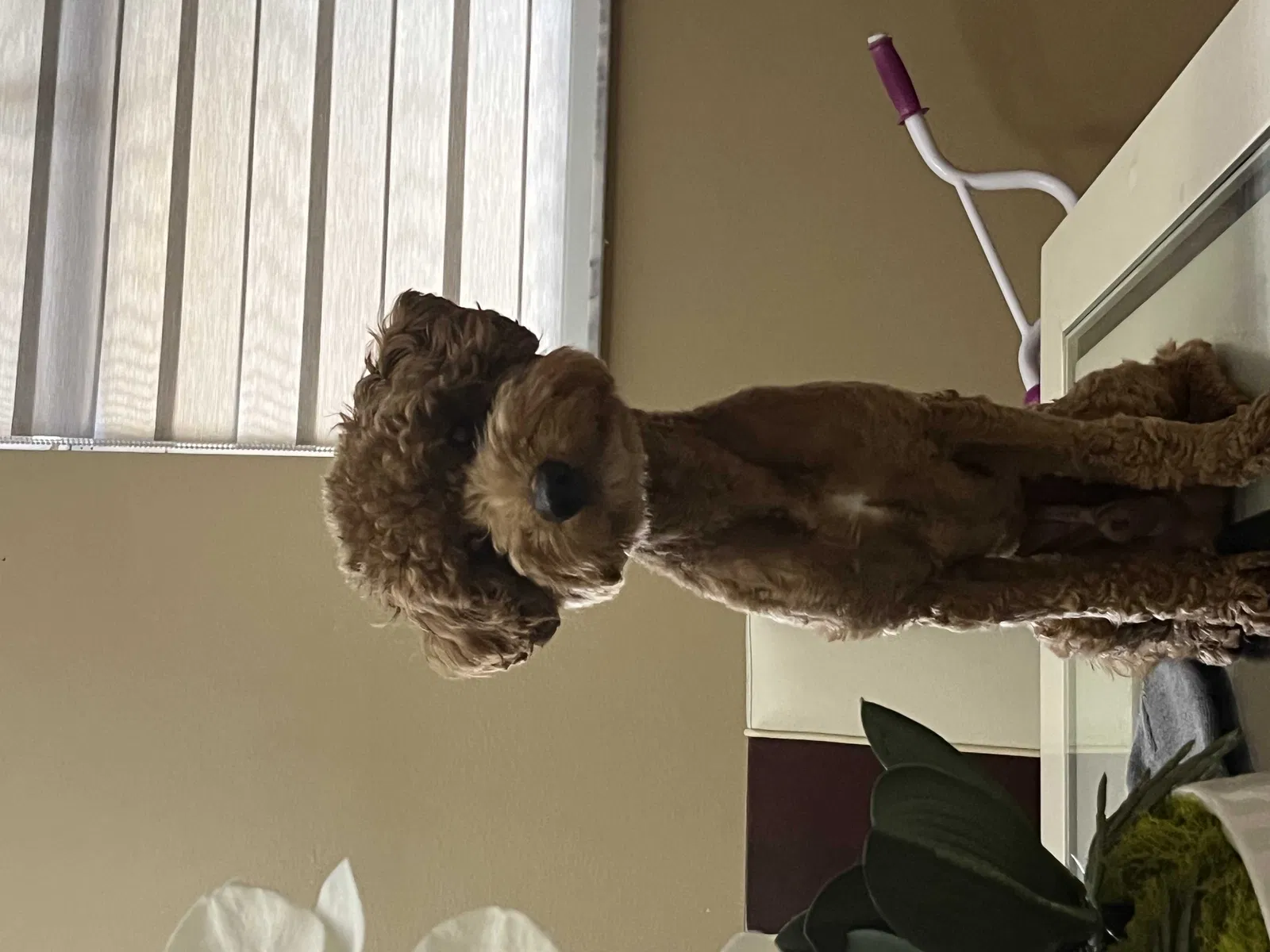Lost dog in Homestead, FL, 33033