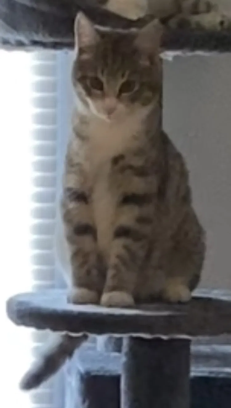 Lost cat in Anderson, SC, 29625