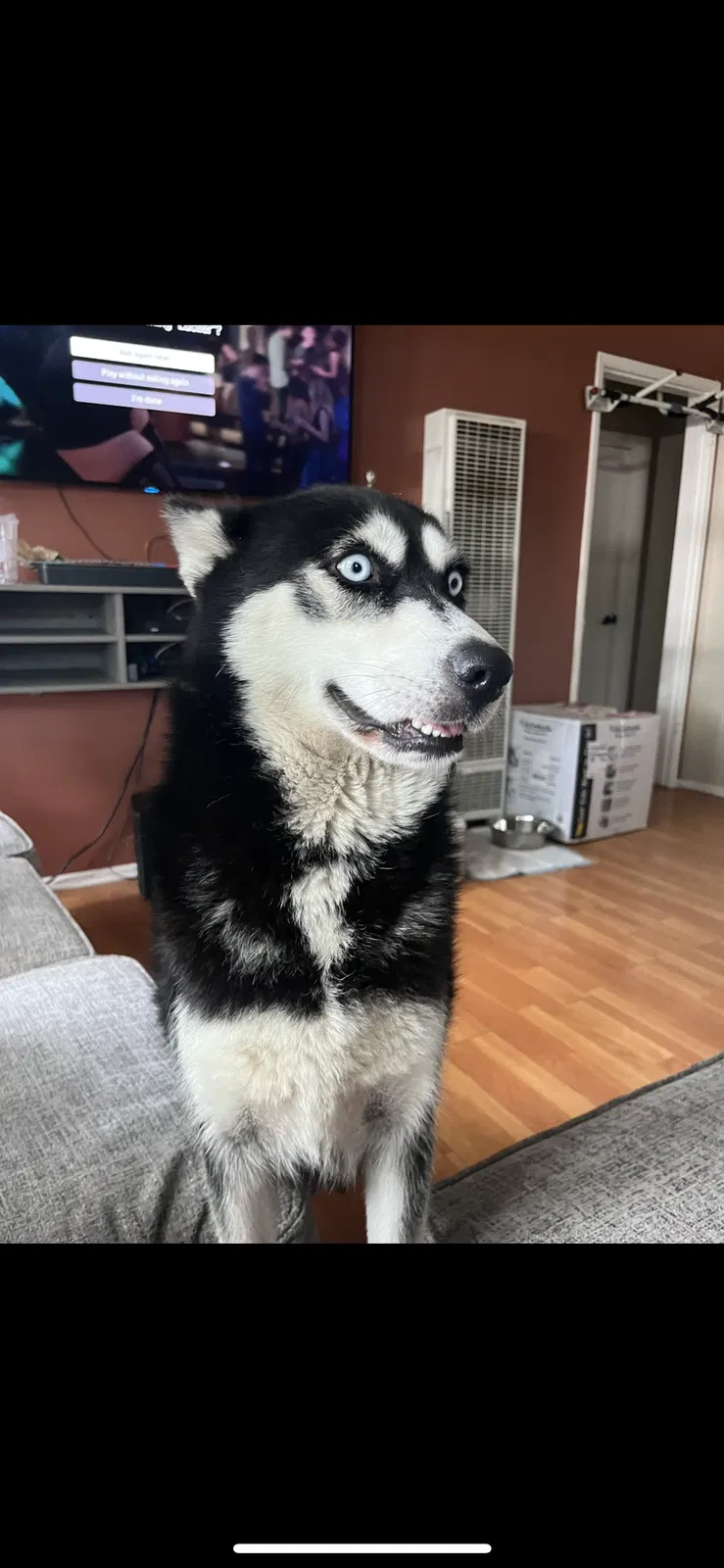 Lost dog in La Puente, CA, 91746