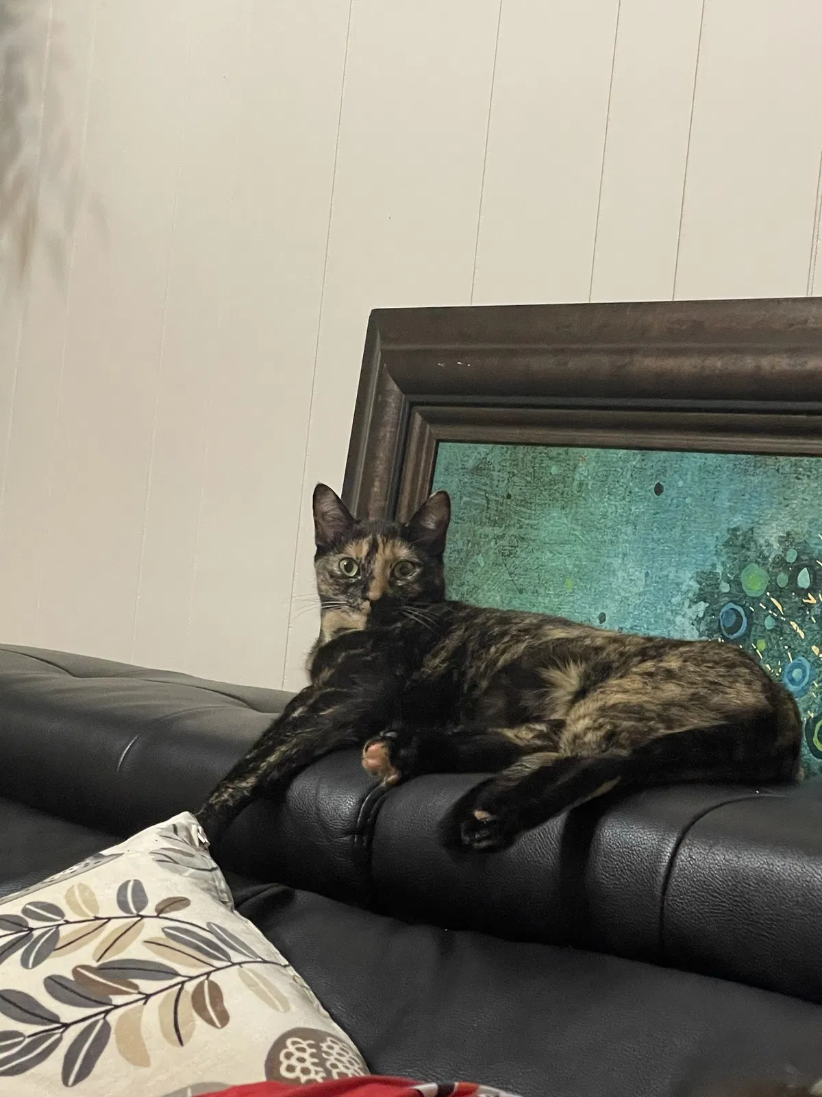 Lost cat in Charlotte, NC, 28227