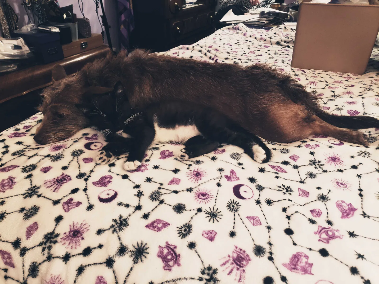 Lost cat in Clearlake, CA, 95422