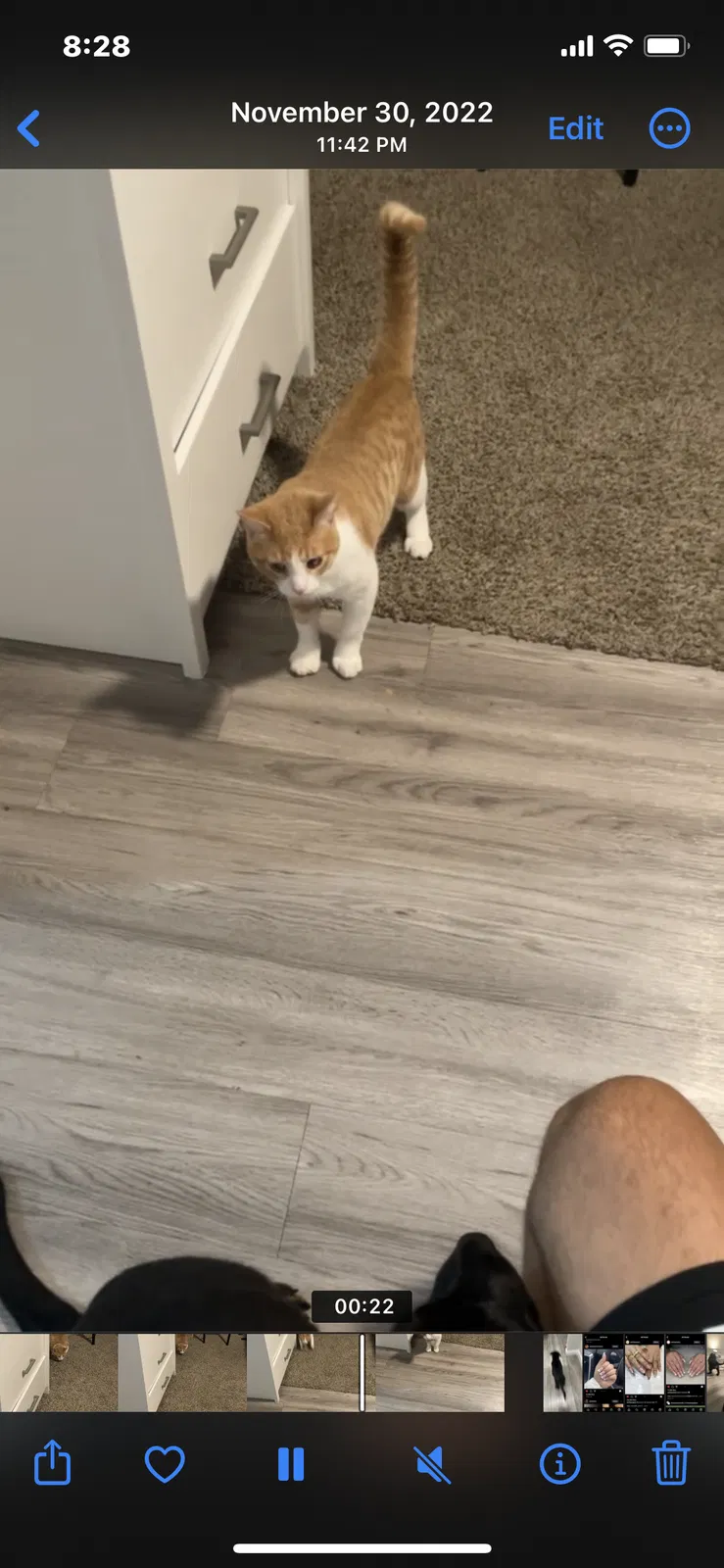 Lost cat in South Houston, TX, 77587