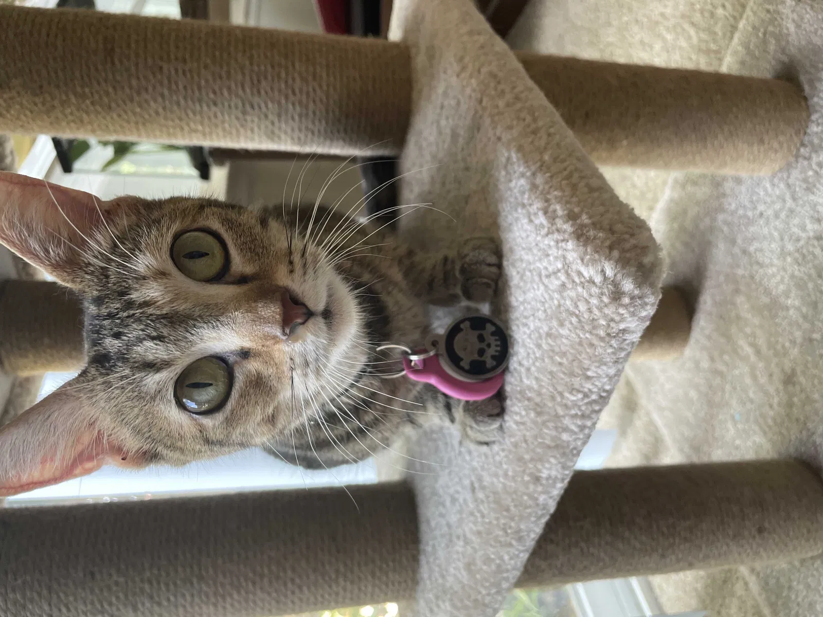 Lost cat in Marina, CA, 93933