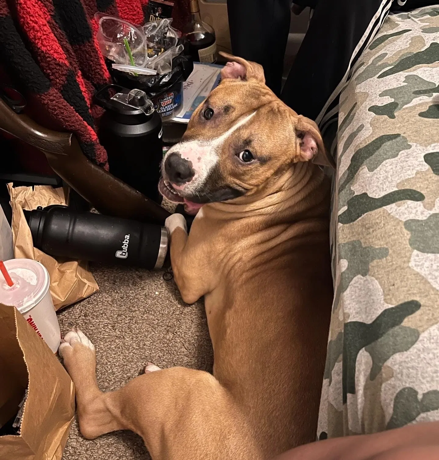 Lost dog in Powder Springs, GA, 30127