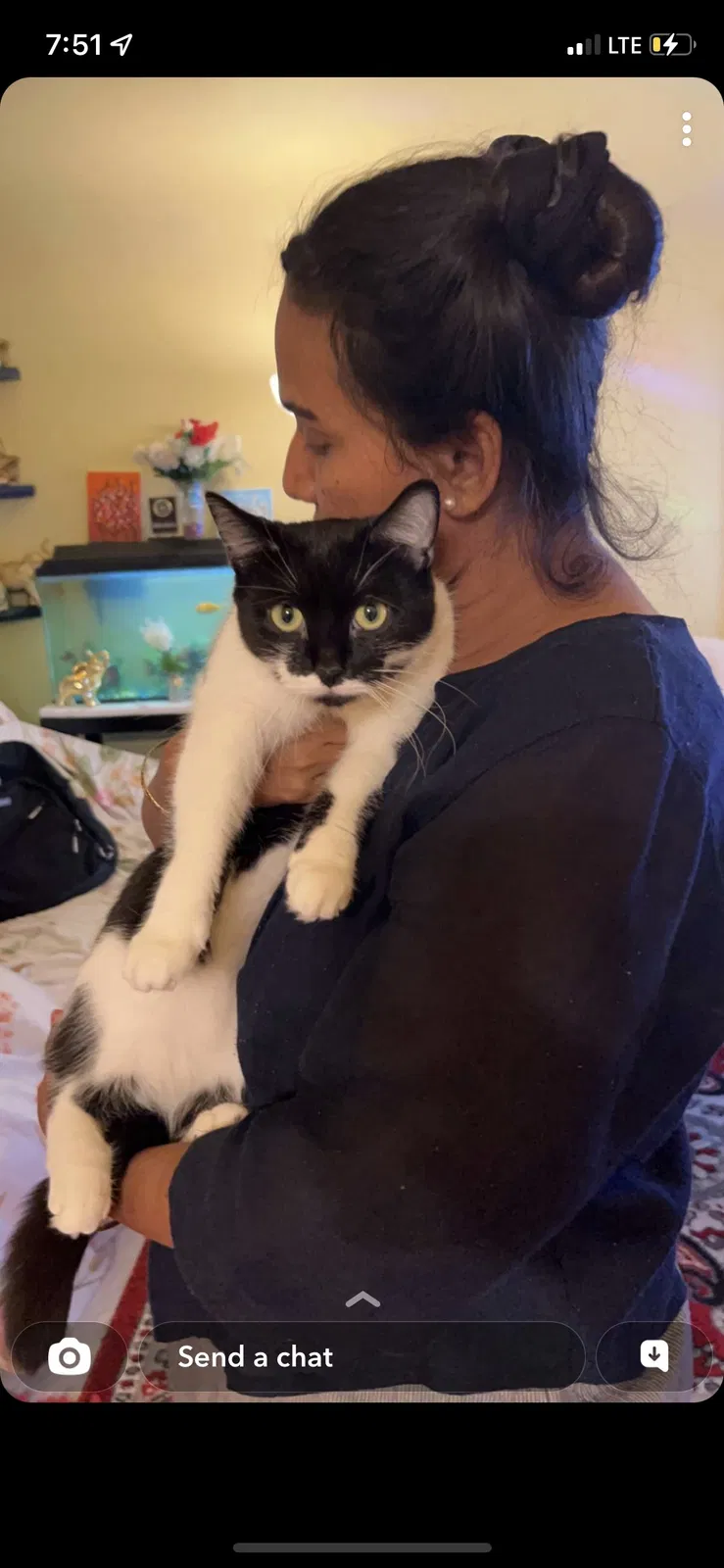 Lost cat in Warren, MI, 48089