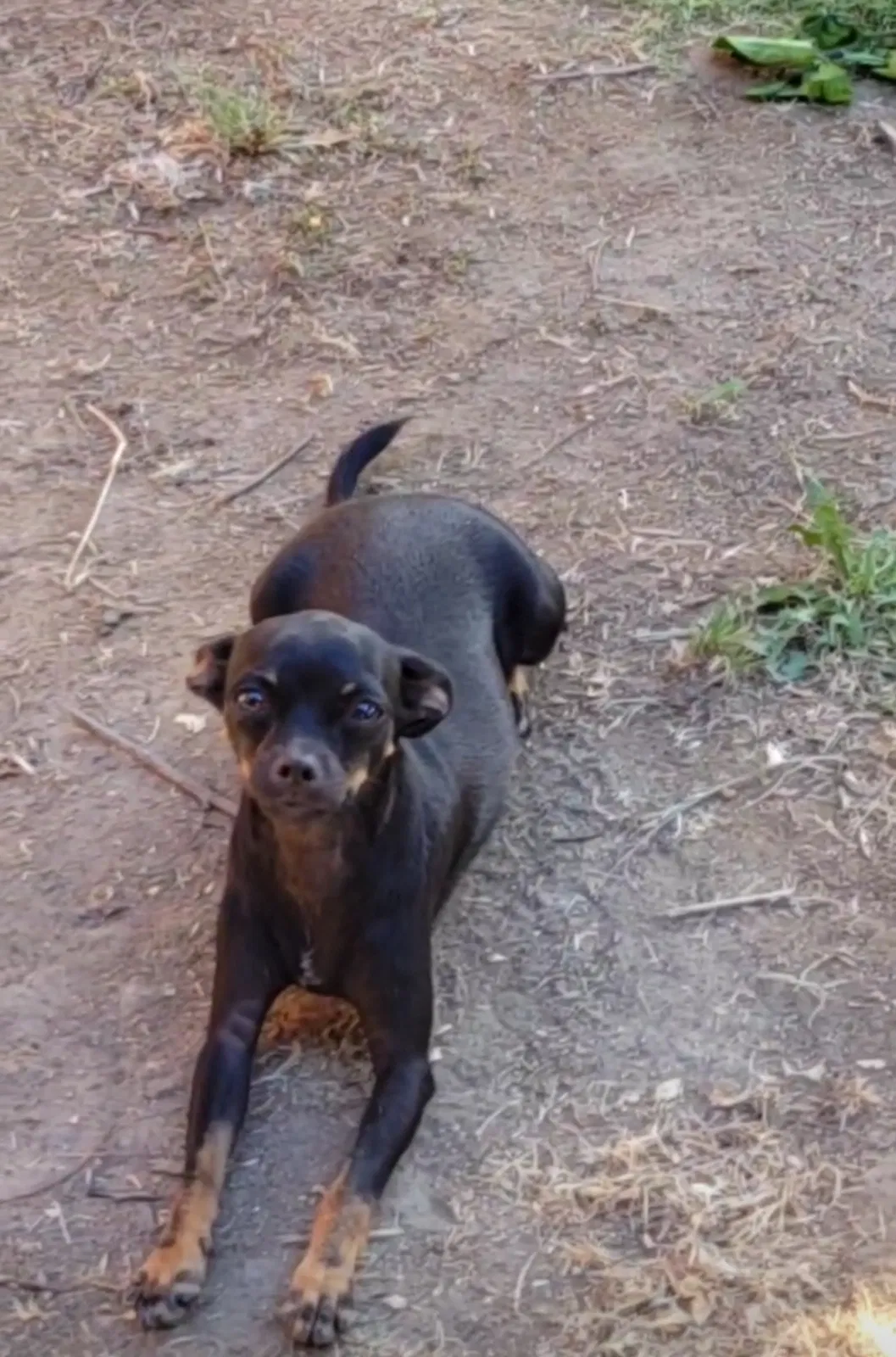 Lost dog in Bakersfield, CA, 93309