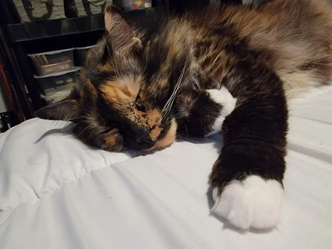Lost cat in Woodstock, GA, 30189