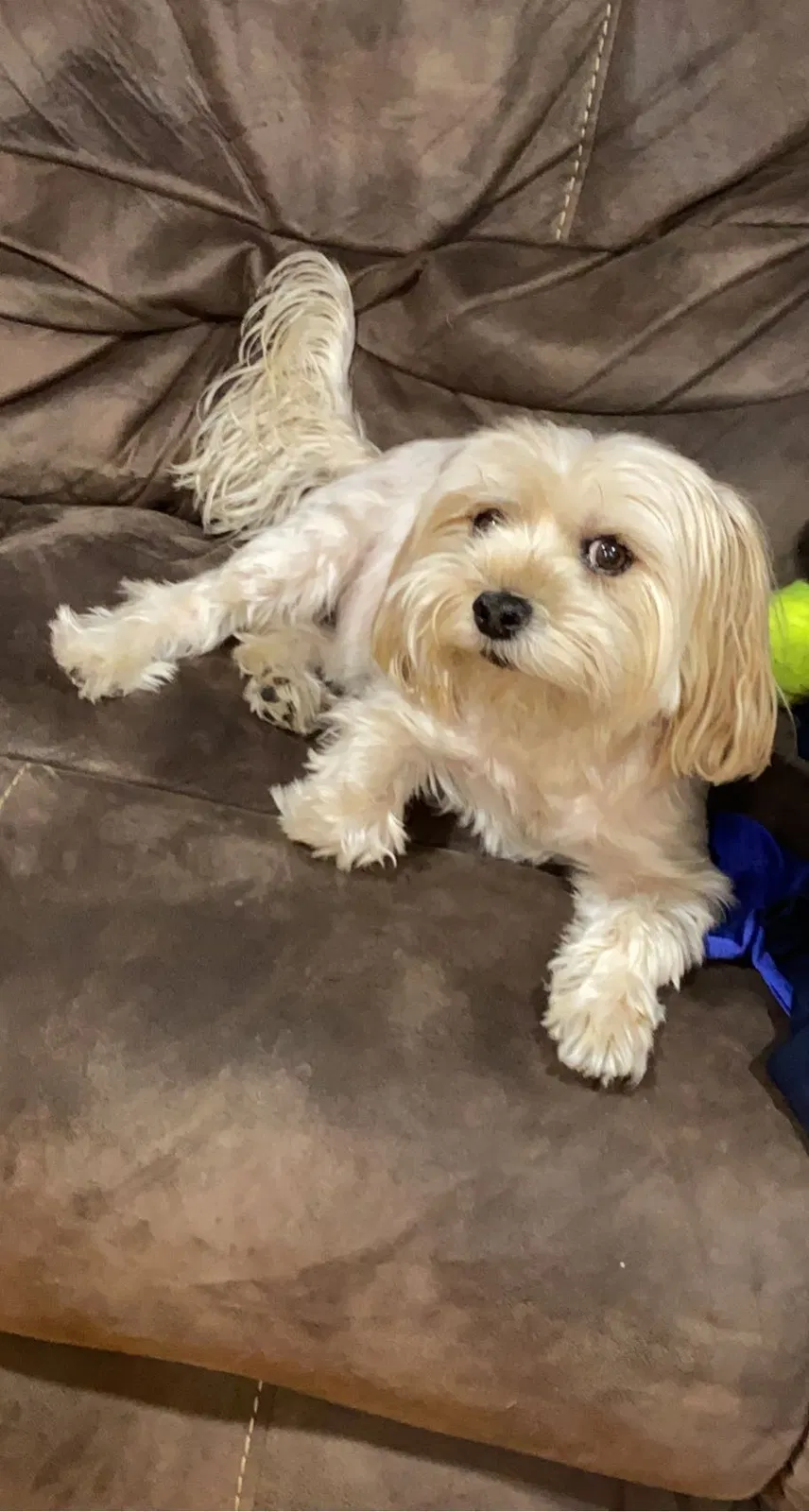 Lost dog in Harvey, IL, 60426