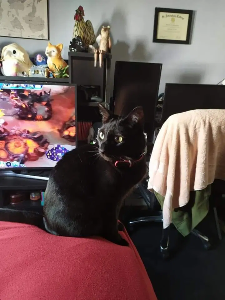 Lost cat in Palm Harbor, FL, 34683