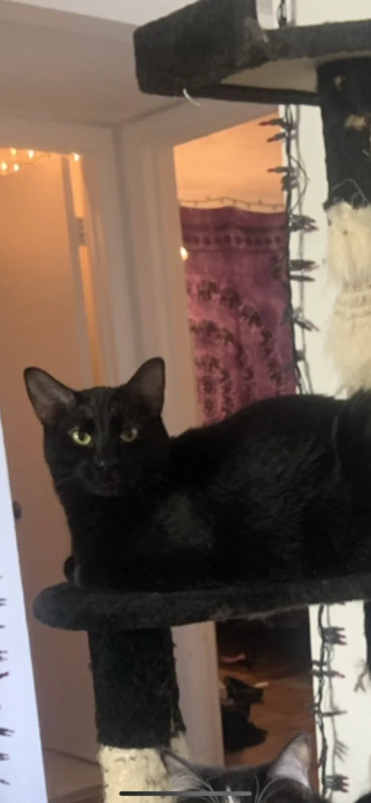 Lost cat in Winter Park, FL, 32792