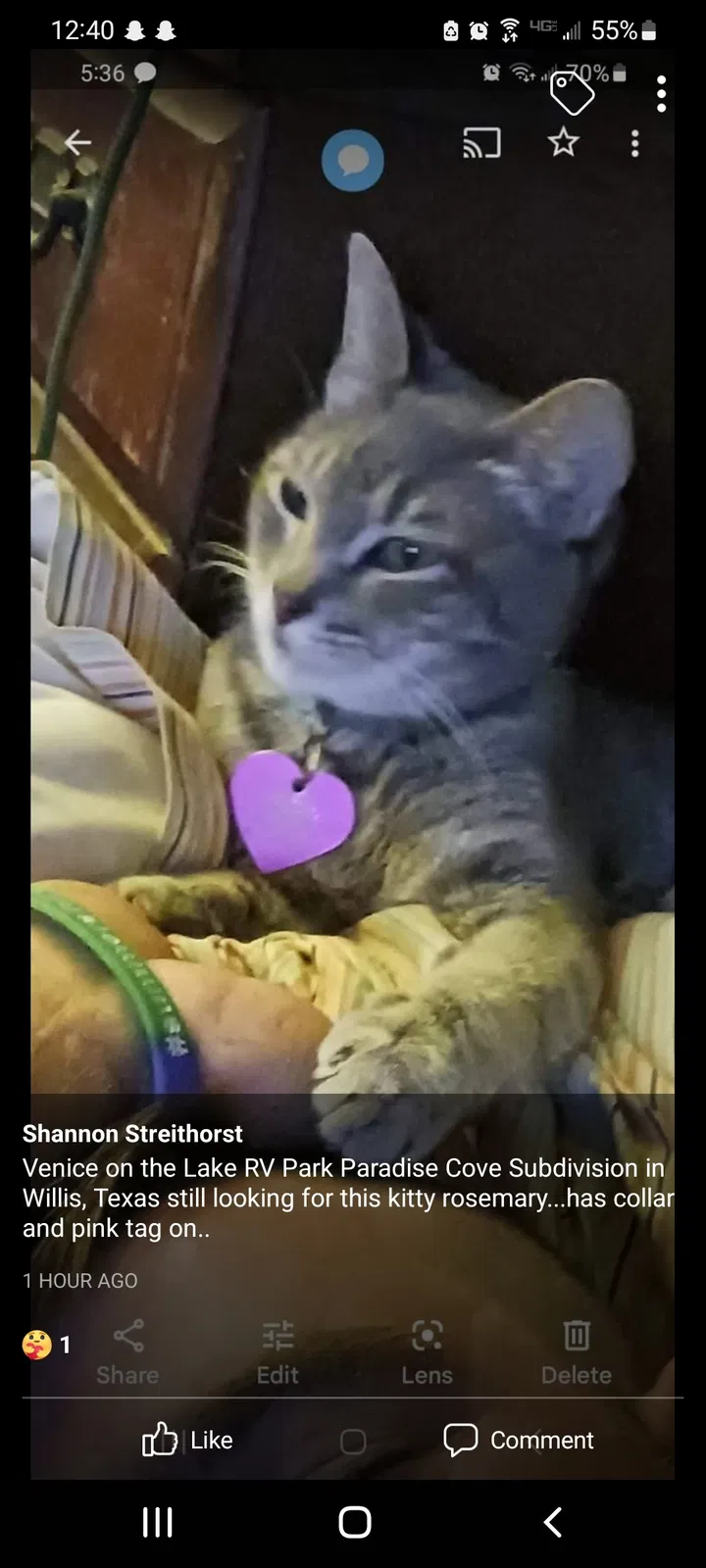 Lost cat in Willis, TX, 77378